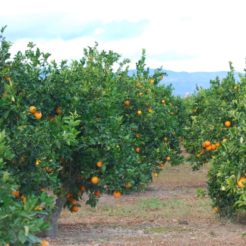 shutterstock 1243509778