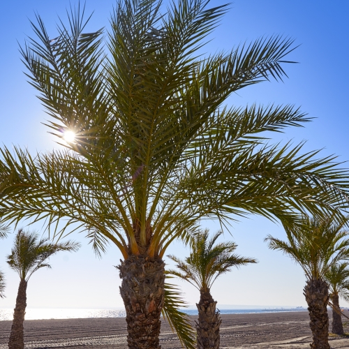 shutterstock 1289020660